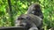 Macaques resting and grooming in a park