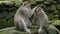 Macaques resting and grooming in a park