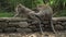 Macaques resting and grooming in a park