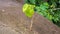 Macaranga tanarius plant