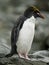 Macaroni Penguin