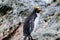 Macaroni penguin Eudyptes chrysolophus or crested penguin on rocks in South Georgia