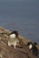 Macaroni Penguin - Falkland Islands