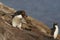 Macaroni Penguin - Falkland Islands