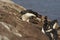 Macaroni Penguin - Falkland Islands