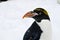 Macaroni Penguin head turn