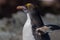 Macaroni Penguin portrait left