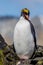 Macaroni Penguin preens feathers after exiting the sea in South Georgia