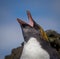 Macaroni penguin shouts and shows inside of mouth