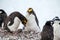 Macaroni penguins with Chinstrap penguin walking on the coast