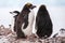 Macaroni penguins with Chinstrap penguin walking on the coast