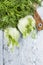 Macaroons with green tea powder matcha on white background