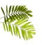 Macarthur palm leaves or Ptychosperma macarthurii, Tropical foliage isolated on white background with clipping path