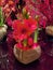 Macau Lunar New Year Cotai Taipa Grand Hyatt Hotel Lobby Fresh Flower Arrangement Potted Plant