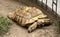 Macau Nature Giant Money Turtle Golden Tortoise Testudines Terrapins Pet Oracle Shell Pattern Paws Animal Retractable Neck Body