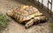 Macau Nature Giant Money Turtle Golden Tortoise Testudines Terrapins Pet Oracle Shell Pattern Paws Animal Retractable Neck Body