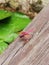 Macau Red Dragonfly Coloane Seac Pai Van Wetland Park Macao Insects Dragonflies Garden Green Nature Outdoors Waterlilies Pond