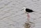 Macau Taipa Ecological Trail Migratory Bird Watching Birds Macao Birdwatching Fish Hunting Standby Black-winged Stilt Himantopus