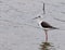 Macau Taipa Ecological Trail Migratory Bird Watching Birds Macao Birdwatching Fish Hunting Standby Black-winged Stilt Himantopus