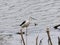 Macau Taipa Ecological Trail Migratory Bird Watching Birds Macao Birdwatching Fish Hunting Standby Black-winged Stilt Himantopus