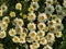 Macau Taipa Winter Flower Show Lilies of Eternal Harmony White Daisy Blossom Digitalis Flores Lirios Avenida da Praia Macao