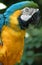 Macaw