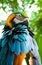 Macaw