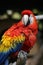 Macaw