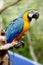 Macaw