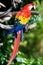 Macaw