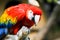 Macaw