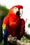 Macaw