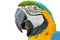 Macaw