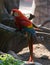 Macaw