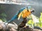 Macaw