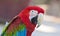 Macaw