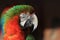 Macaw - an amazing an exotic bird