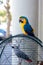 Macaw Ara parrot outside your cage.African Grey Parrot Jaco in cage.