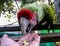 Macaw in Aviary Feeding from Hand