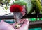 Macaw in Aviary Feeding from Hand
