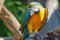 Macaw - beautiful tropical parrots