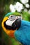 Macaw bird.