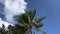 Macaw bird on coconut tree branches swaying in the wind