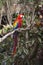 Macaw bird full length image sitting in a tree