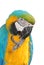 Macaw bird isolated