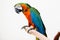 Macaw birds