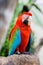 Macaw birds