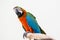 Macaw birds