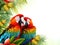 Macaw birds on and exotic background, copy space. Two colorful ara macao parrots kissing and hugging, being happy. Colorful pets.