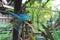 Macaw Birds Scarlet Macaw Ara ararauna